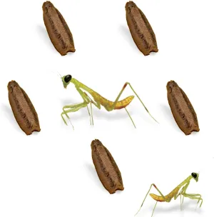 Carolina Praying Mantis Egg Cases (Five Egg Cases) - Beneficial for Stem Education and Gardening, Each Egg Case Produces Approximately 50 to 200 Baby Nymphs Praying mantises