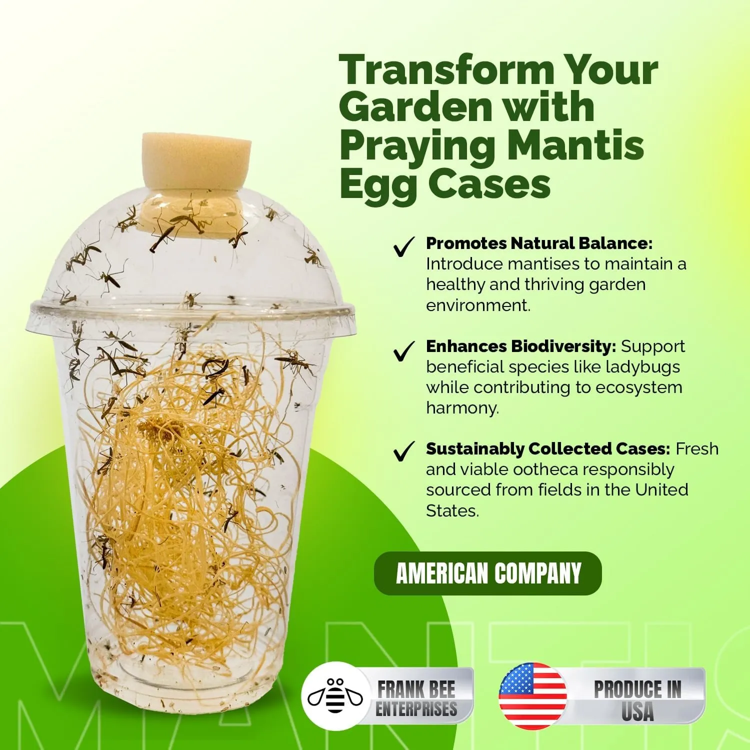 Carolina Praying Mantis Egg Cases with Hatching Habitat Bag (One Egg Cases - Fresh) – Great for STEM Education, Fun Pets, and Beneficial for Gardens (50–200 Nymphs per Case)