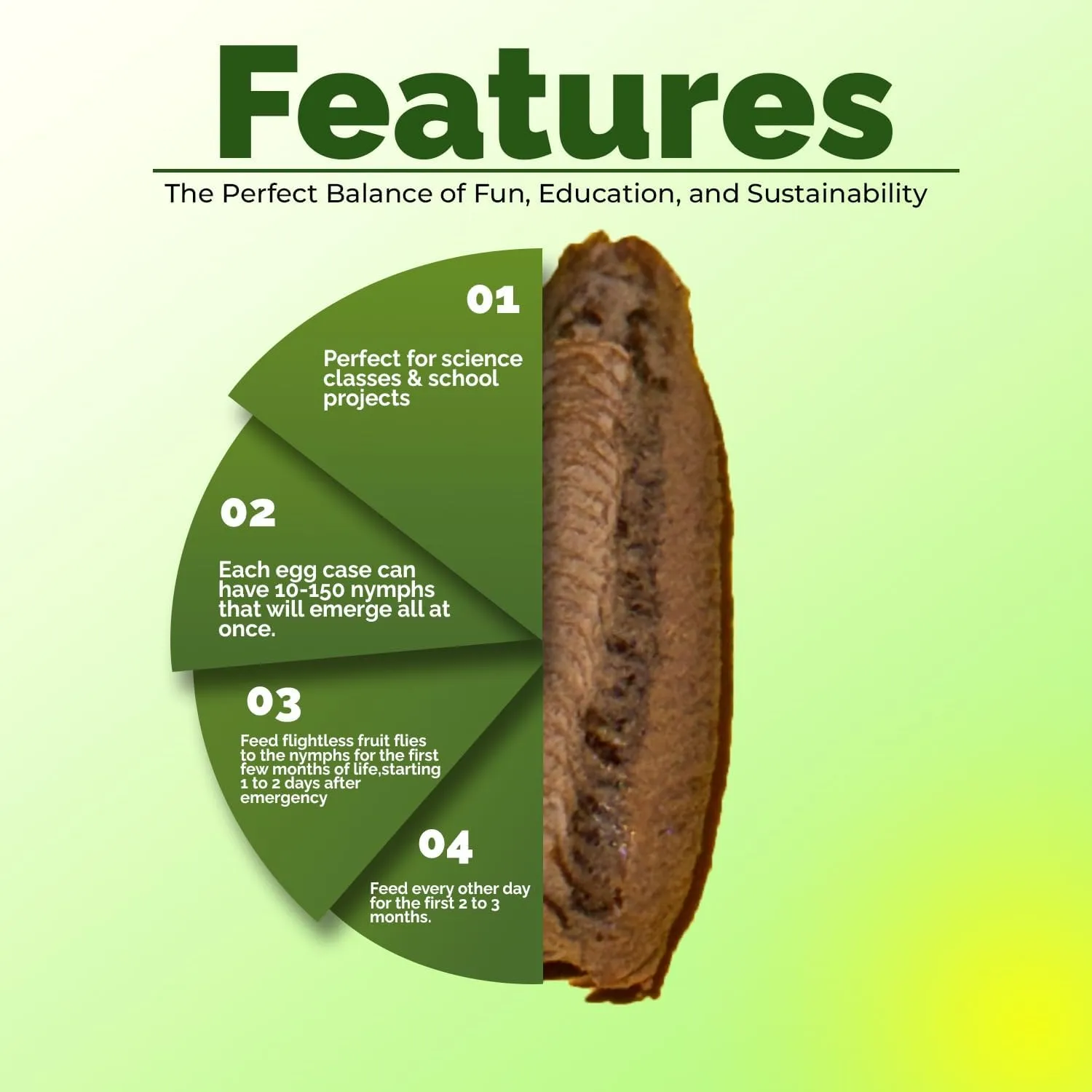Carolina Praying Mantis Egg Cases with Hatching Habitat Bag (One Egg Cases - Fresh) – Great for STEM Education, Fun Pets, and Beneficial for Gardens (50–200 Nymphs per Case)