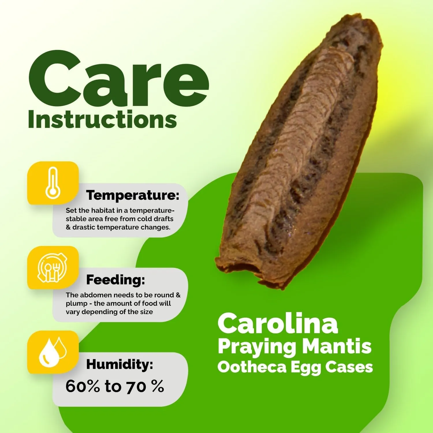 Carolina Praying Mantis Egg Cases with Hatching Habitat Bag (One Egg Cases - Fresh) – Great for STEM Education, Fun Pets, and Beneficial for Gardens (50–200 Nymphs per Case)