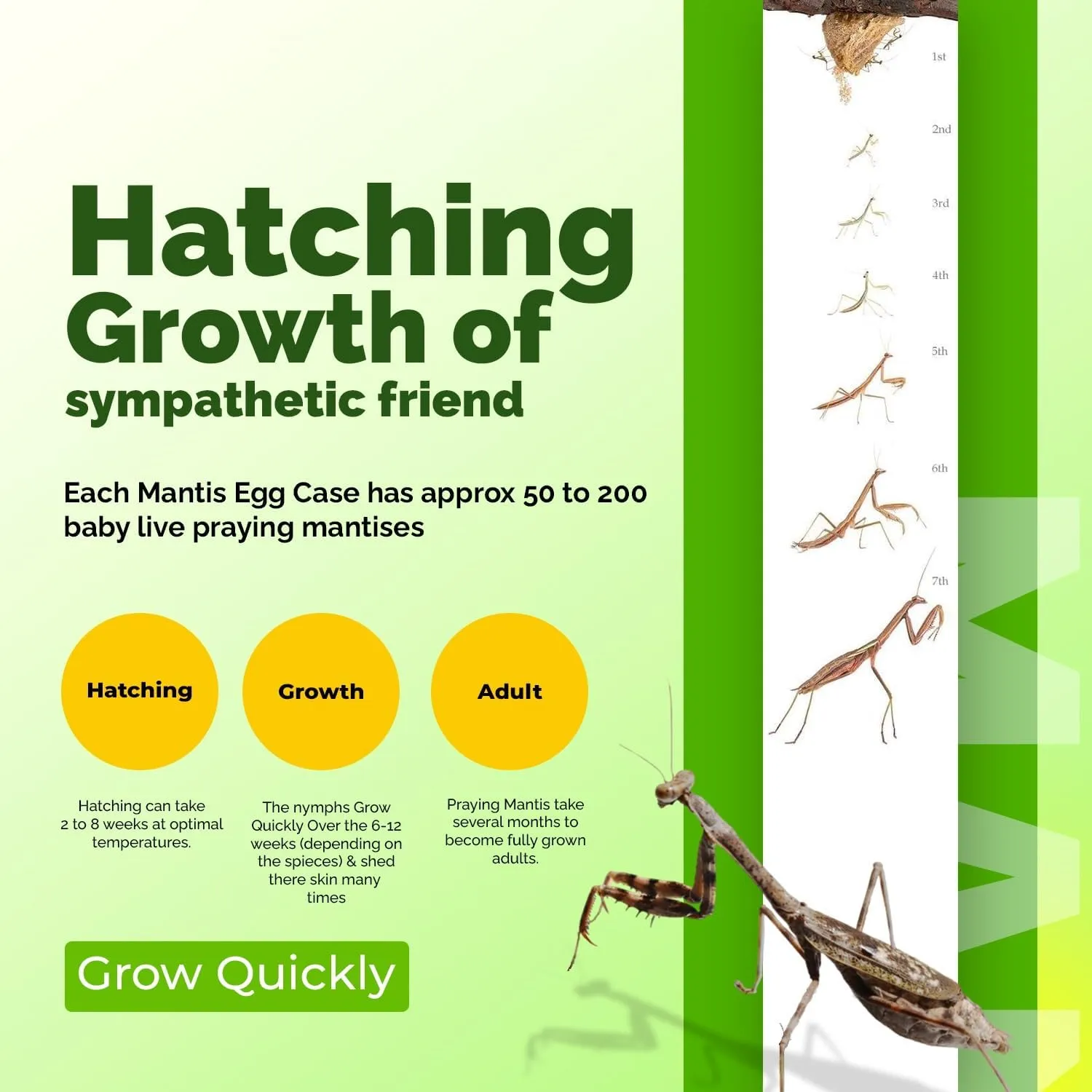 Carolina Praying Mantis Egg Cases with Hatching Habitat Bag (One Egg Cases - Fresh) – Great for STEM Education, Fun Pets, and Beneficial for Gardens (50–200 Nymphs per Case)